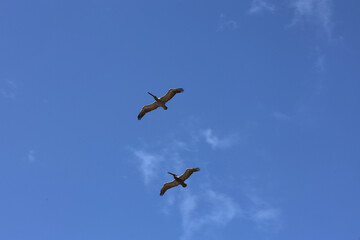 pair of pelicans flying overhead