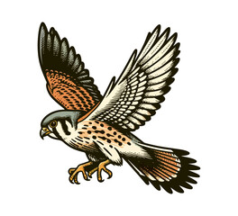 American Kestrel falcon hand drawn vector illustration