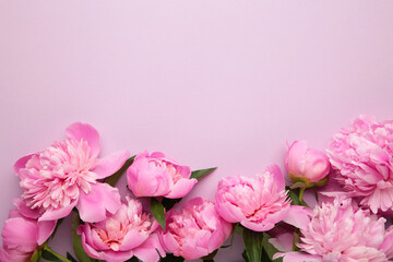 Pink peony flowers on purple background. Top view with copy space. Flat lay