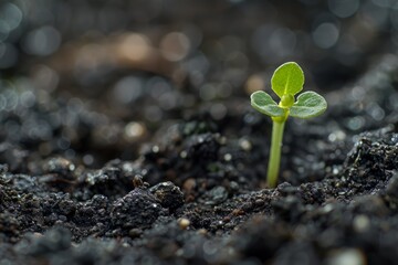 A close-up view of a small green plant emerging from rich dark soil in its early stage of growth