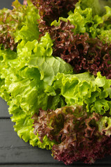 Fresh red and green lettuce on black wooden background. Vertical photo