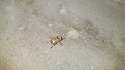 crab on the sand