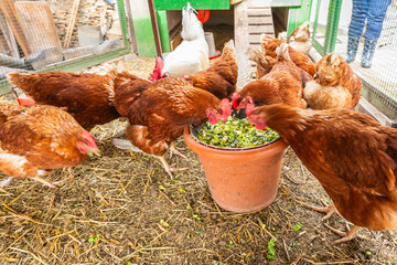 Feeding hens with grains and vegetable and greens