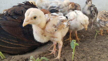 chicken in the farm