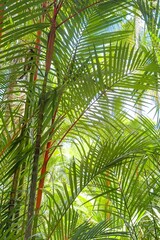Sunlight filters through dense foliage of tropical forest, illuminating green palm fronds and...