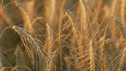 Golden wheat field. Ripe cereal harvest. Ripening ears of yellow wheat field on the sunset. Close...