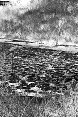 pond in the park in black and white film negative