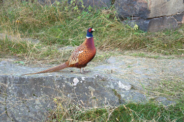 A Common Pheasant (Phasianus colchicus) in the Soumenlinna Island, Finland
