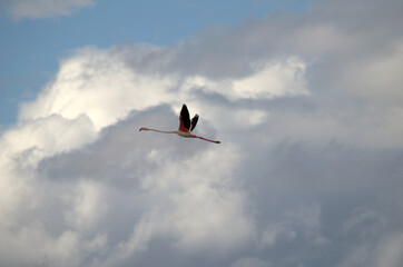 A Greater Flamingo (Phoenicopterus roseus) flying in the sky with opened wings, Spain