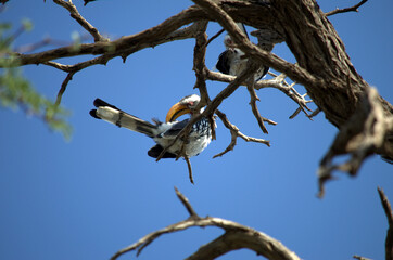 A pair of Southern Yellow-Billed Hornbill (Tockus leucomelas) in a tree of South Africa, the bird species that plays Zazu in the movie the Lion King