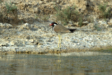 Red-Wattled Lapwing (Vanellus indicus) in a wetland in the dessert of the United Arab Emirates