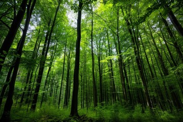 A view of a lush green forest filled with dense trees, showcasing the vibrant foliage under a canopy of leaves from a low vantage point