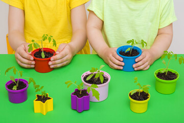 Little kids hands planting tomato plants in colorful plastic pots on green table background....