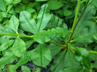 Javanese ginseng , Javanese som or Javanese ginseng ( Talinum paniculatum ) is a species of flowering plant from the genus Talinum