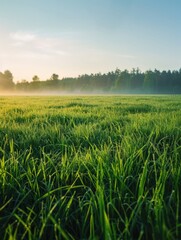 A field of grass with dew on it