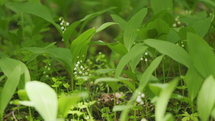Flowers of lily of valley. Delicate fragrant flower bloomed. Convallaria majalis. Slow motion.