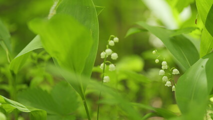 Blossoming flowers of lily of valley swaying in light wind outdoors in summer forest. Slow motion.