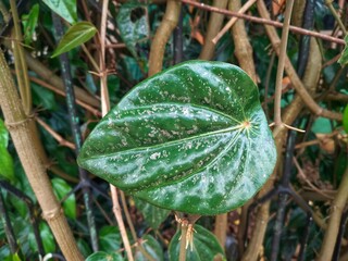Betel leaf or scientific name Piper Betle Linn, is a medicinal plant, betel leaf contains antiseptic substances, betel leaf is known as a medicinal plant because betel leaf contains antiseptic 
