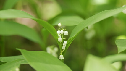 Glade of lilies of valley growing in spring among trees. Convallaria majalis. Slow motion.