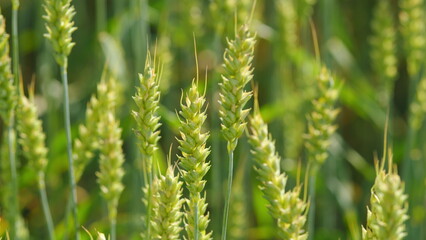 Wheat field. Wheat ears in light wind wear. Young green golden wheat gently blowing in wind. Close...