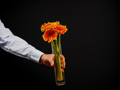 Man hand holding glass square vase with colorful red and yellow germini flower bouquet. Romantic gesture, dark background Expression of love and appreciation. No face, copy and space for a message