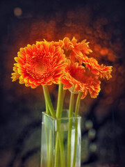 Stunning red and yellow germini gerbera flower bouquet in a square glass vase on dark background...