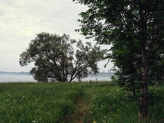 Obraz premium Calm nature scene with green grass field and trees and fog in the background. Cool relaxing time before sunset. Nobody, country side. Relaxing and tranquil atmosphere.