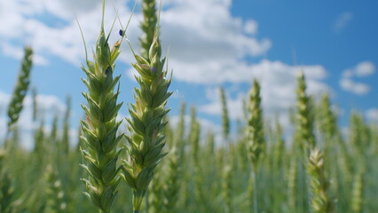 Sunlight bathing idyllic field of wheat swaying in wind. Ripening wheat field at summer day. Close...
