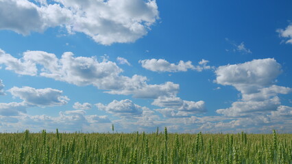 Wheat field in morning. Ears are slowly swaying in the wind. Agriculture concept - blue sky and clouds. Wide shot.