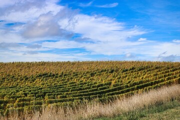Fototapeta premium New Zealand