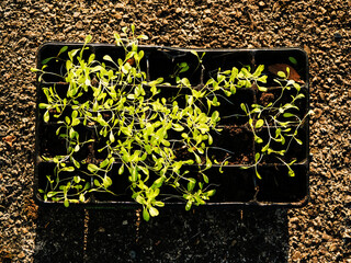 Seedling in black plastic tray illuminated by strong back sun light ready to be planted....