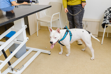 A young purebred American bully dog is waiting for a veterinary examination at the animal hospital.