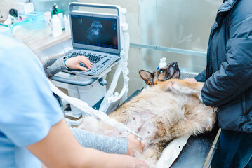 Dog having ultrasound scan in a vet clinic. Veterinarian. A pregnant dog is examined in an animal...