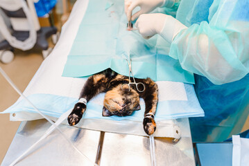 Animal surgery. A veterinarian does sterilization a young cat in the operating room. Animal surgery...