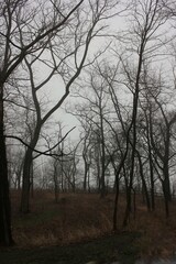 trees in the fog
