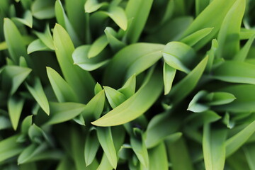 Fototapeta premium fresh green grass background