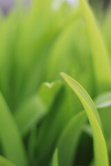 Obraz premium fresh green grass background