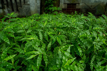 mint leaves in the garden