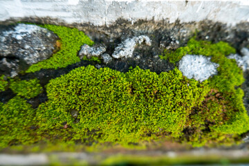 moss on the stone
