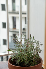 Detail of lavender plant blooming