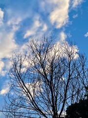 Looking up at the sky through the branches