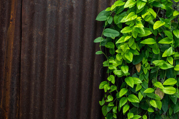 green leaves on wooden background