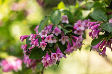 Close view of a branch with pink flowers