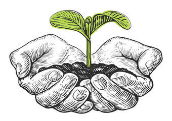 Human hands holding young plant. Hand open palm holds small green tree. Sketch vector