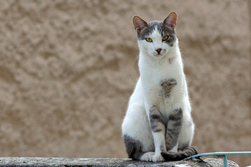 close up portrait of a cat standing on a stone fence,  looking serius the camera, against brown background. selective focus