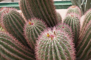 cactus plants 