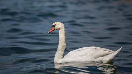 Schwan auf dem See