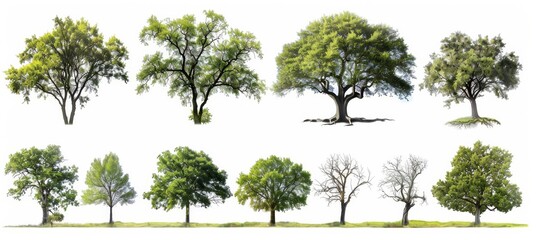 Green tree isolated on white background set