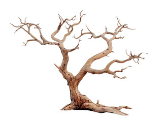 Dry branch of dead tree isolated on transparent background