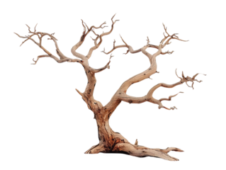 Dry branch of dead tree isolated on transparent background
